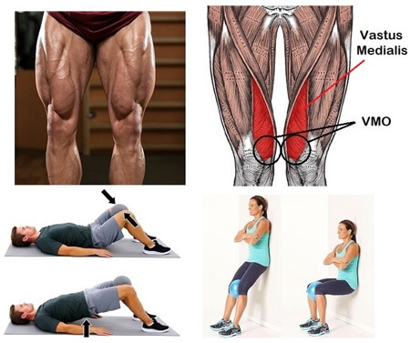 Anatomie des Vastus Medialis